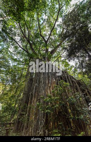 Big “Curtain” Fig Tree in the Rainforest of Atherton Tablelands, Yungaburra, Queensland, Australia. Stock Photo