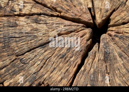 Close-up photo of decaying tree stump Stock Photo