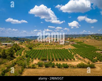 Aerial view of the village of Bovera, in Les Garrigues, surrounded by fields of fruit trees (Lleida, Catalonia, Spain) ESP: Vista aérea de Bovera Stock Photo