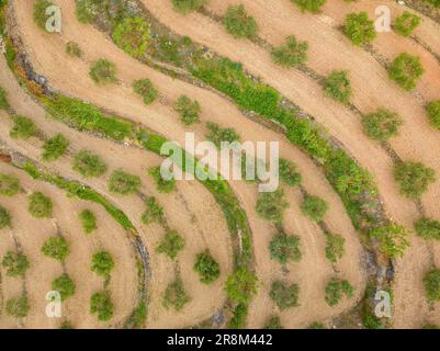 Aerial view of the village of La Fatarella and the surrounding olive fields (Terra Alta, Tarragona, Catalonia, Spain) ESP: Vista aérea de La Fatarella Stock Photo