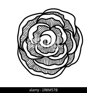 Rose flower head. Floral botanical flower. Hand drawn ink art. Isolated rose illustration element isolated on white. Stock Vector