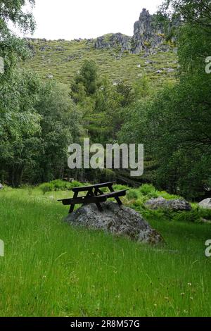 Picnic table isolated on green forest Stock Photo