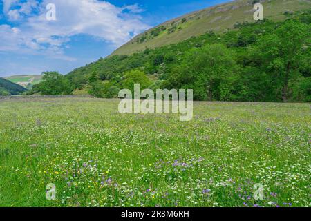 Traditional wild flower meadow near Muker, Swaledale, Yorkshire Dales National Park. These meadows produce hay used as animal feed in the winter month Stock Photo