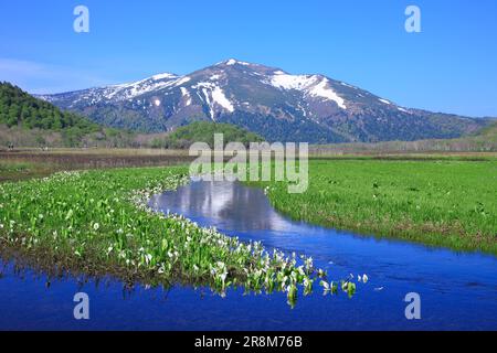 Asian skunk cabbage in Ozegahara and Mt. Shibutsu Stock Photo