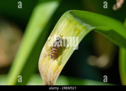 Hoverfly perched on leaf Stock Photo