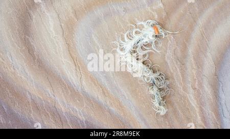 A lamb's tail that has fallen off after having a rubber ring fitted . The curly wool on the tail is that of a White-faced Dartmoor sheep. Stock Photo