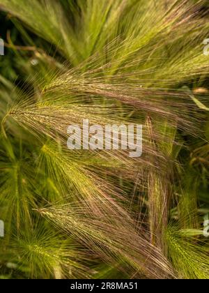 Close-up of Hordeum 'Jubatum' an ornamental grass growing in a UK garden. Stock Photo