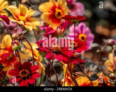 The red flowers of Dahlia 'Bishop of Aukland' with yellow and orange flowered Dahlia 'Moonfire' in the distance, growing a garden. Stock Photo