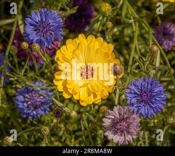 Plan view of yellow Calendula flower surrounded by blue cornflowers in a summer meadow. UK Stock Photo