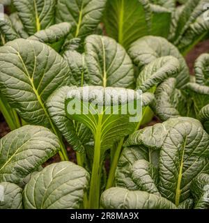 Close-up of the dark green textured leaves of Spinach Japanese Hohei growing in a UK garden. Stock Photo
