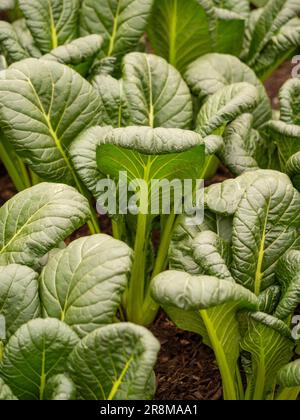 Close-up of the dark green textured leaves of Spinach Japanese Hohei growing in a UK garden. Stock Photo