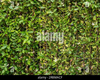 Jasmine Trachelospermum growing up a metal grid panel in a UK garden. Stock Photo