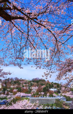 Kasumiga Castle Park cherry blossoms Stock Photo - Alamy