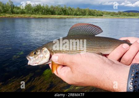 Fisherman releasing small unharmed grayling back to river in Swedish Lapland in August 2021. Stock Photo