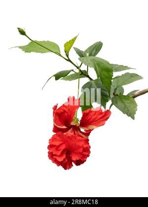 Closeup vertical view of colorful red flower, leaves and bud of hibiscus rosa sinensis el capitolio aka poodle tail isolated on white background Stock Photo