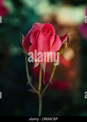 Close-up of a pink rose flower bud with green sepals on a slender stem, photographed with shallow depth of field against a soft blurred garden backgro Stock Photo