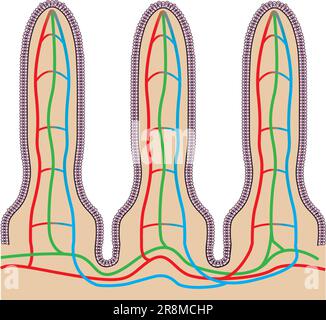 Tiny hair-like projections that line the inside of the small intestine. Stock Vector