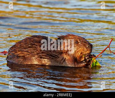 Beaver close-up side view eating bark branch in a lake and enjoying its environment and habitat surrounding with a blur water background. Stock Photo