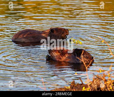 Beaver close-up view building a beaver dam in a water stream flow enjoying its environment and habitat surrounding. Stock Photo