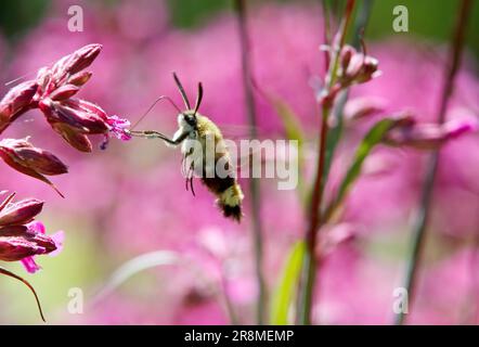A broad-bordered bee hawk moth searching for nectar in sticky catchfly flowers Stock Photo