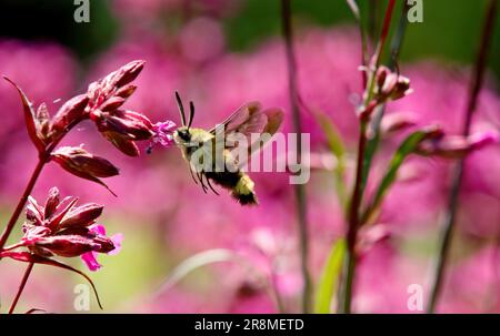 A broad-bordered bee hawk moth searching for nectar in sticky catchfly flowers Stock Photo