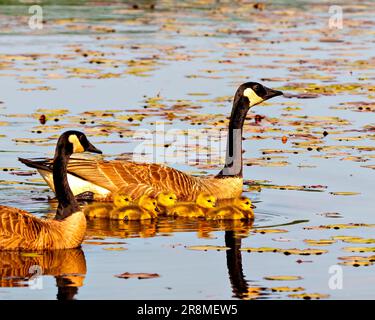 Canadian Geese with gosling babies swimming in their environment and habitat with water lily pads and enjoying their day. Goose Picture. Portrait. Stock Photo