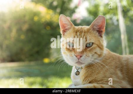 Adorable ginger tabby cat with bright green eyes sitting in a verdant green meadow, enjoying the outdoors Stock Photo