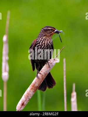 Red-Winged Blackbird female close-up front view, perched on a cattail with green background with a dragonfly in its beak enjoying its environment. Stock Photo