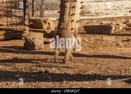 Male hamadryas baboon is walking on the ground. Stock Photo