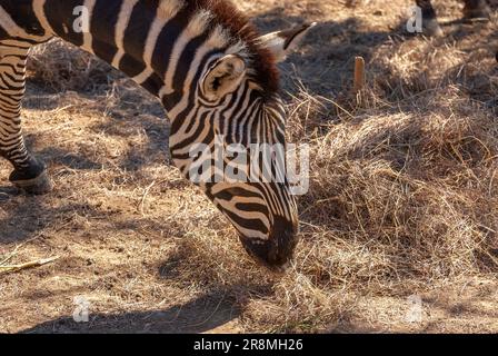 Close shot of zebra at dusk in low light eating dry grass. Stock Photo