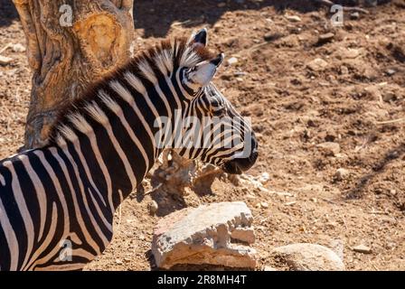 Close shot of zebra at dusk in low light eating dry grass. Stock Photo