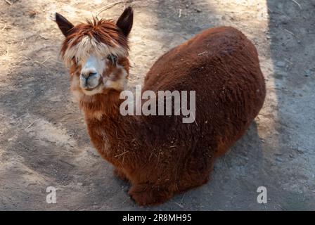 Cute Alpaca, Vicugna pacos. Beautiful and funny animal. Stock Photo