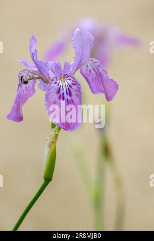 Iris milesii, red flower iris, deciduous perennial, pinkish-purple flowers, wavy edges, mottled falls, orange-yellow crests Stock Photo