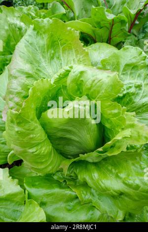 Lactuca sativa Webbs Wonderful, lettuce Webbs Wonderful, crisphead type lettuce with frilly edged leaves Stock Photo