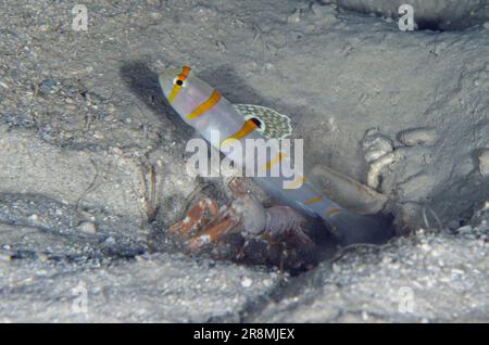 Randall's Pistol Shrimp (Alpheus randalli) and Magnus Prawn Goby ...
