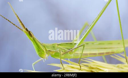 June 10, 2023, Odessa oblast, Ukraine, Eastern Europe: Close-up of an active Giant green slant-face grasshopper Acrida on spikelet on grass and blue sky background (Credit Image: © Andrey Nekrasov/ZUMA Press Wire) EDITORIAL USAGE ONLY! Not for Commercial USAGE! Stock Photo