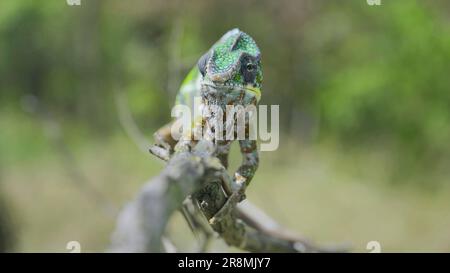 Green chameleon walks along branch and looksat around on bright sunny day on the green trees background. Panther chameleon (Furcifer pardalis). Front Stock Photo