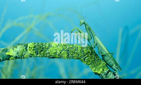 June 10, 2023, Odessa oblast, Ukraine, Eastern Europe: Female praying mantis walks along tree branch covered with lichen. Transcaucasian tree mantis (Credit Image: © Andrey Nekrasov/ZUMA Press Wire) EDITORIAL USAGE ONLY! Not for Commercial USAGE! Stock Photo