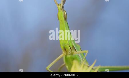 June 10, 2023, Odessa oblast, Ukraine, Eastern Europe: Frontal portrait of Giant green slant-face grasshopper Acrida sitting on spikelet on grass and blue sky background. (Credit Image: © Andrey Nekrasov/ZUMA Press Wire) EDITORIAL USAGE ONLY! Not for Commercial USAGE! Stock Photo