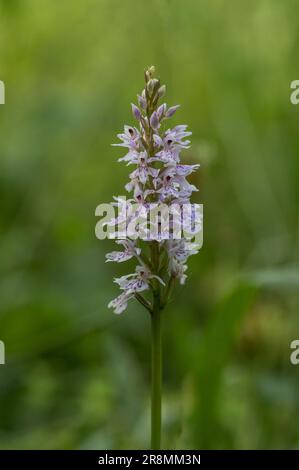 A single wild orchid in a woodland setting Stock Photo