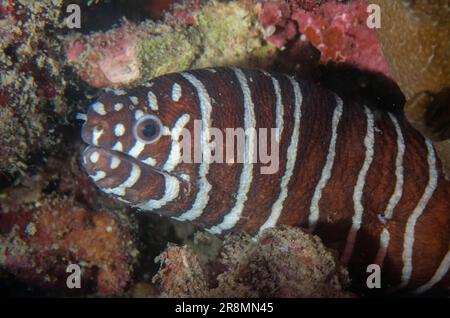 Zebra Moray, Gymnomuraena zebra night dive, Mimpi Channel dive site, near Menjangan Island, Bali, Indonesia Stock Photo
