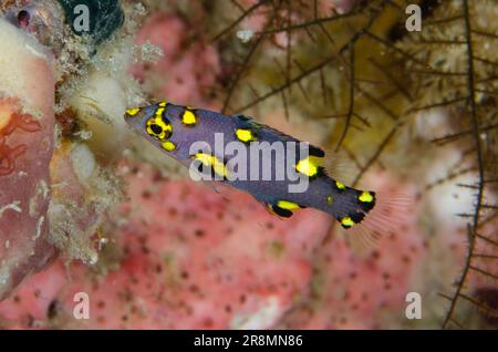 Juvenile Splitlevel Hogfish, Bodianus mesothorax, Anker Wreck dive site, Menjangan Island, Bali, Indonesia Stock Photo