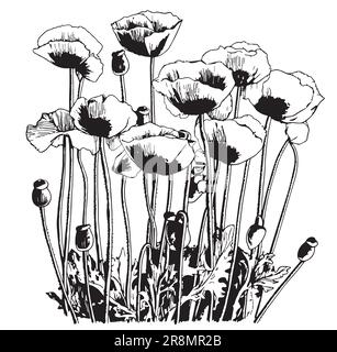 Poppies flower hand drawn sketch in doodle style illustration Stock Vector