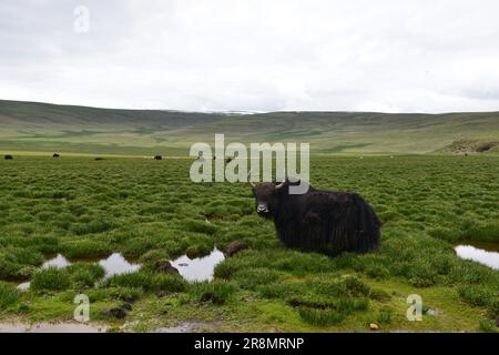 A black yak grazing in a lush green high-altitude grassland, with rolling hills and a cloudy sky in the background. Stock Photo