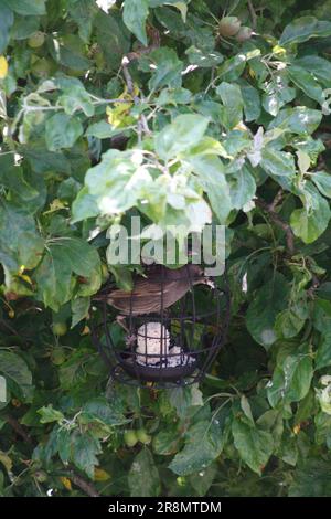 Starling ( Sturnus vulgaris) Fledgling eating Suet Balls in an Apple Tree Hook Norton Oxfordshire England uk Stock Photo