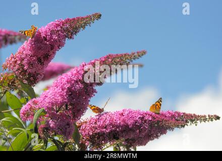Butterfly: painted lady (Vanessa cardui) on butterfly-bush (Buddleja davidii), summer lilac, thistle butterfly summer lilac Stock Photo