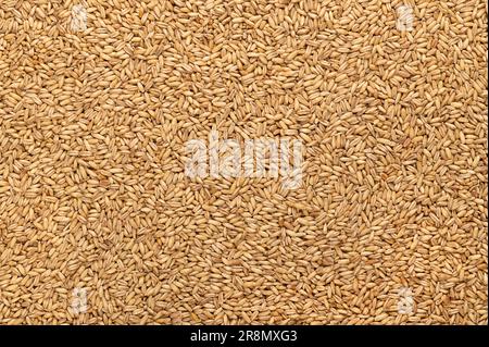 Hulled oats, dried and husked common oat grains, from above. Avena sativa, a cereal grain, eaten as oatmeal or rolled oats or used as livestock feed. Stock Photo