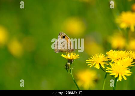 Butterfly : Small hay butterfly on yellow flower in meadow, umbels, hawkweed Stock Photo
