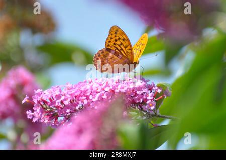 Butterfly : Emperor cloak on butterfly bush Stock Photo