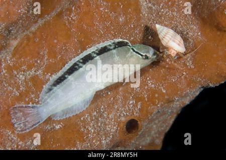 Smith's Fangblenny, Meiacanthus smithi, in night colours on Sponge, Porifera Phylum, with Striped Hermit Crab, Pagurus anachoretus, in shell, night di Stock Photo